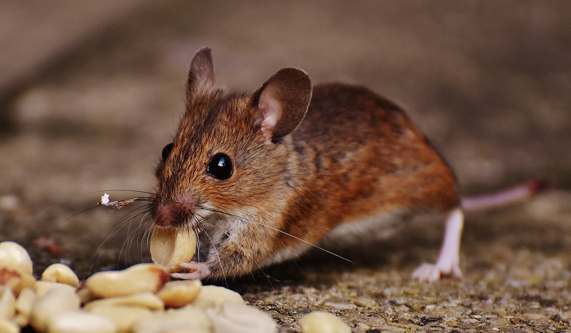 AI SEO content writing for pest control businesses targeting brown mouse infestation